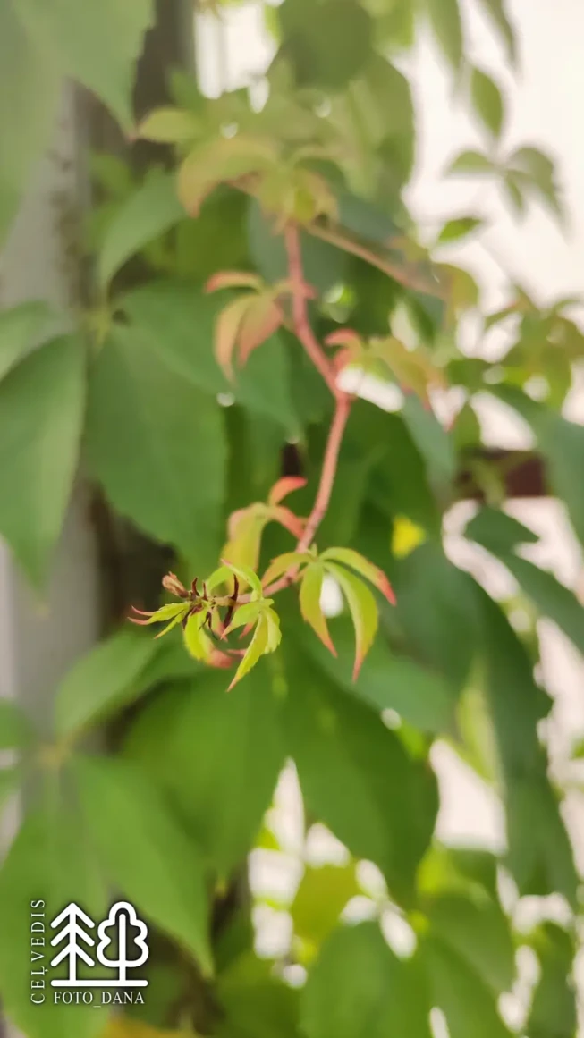 Parthenocissus quinquefolia var. engelmannii